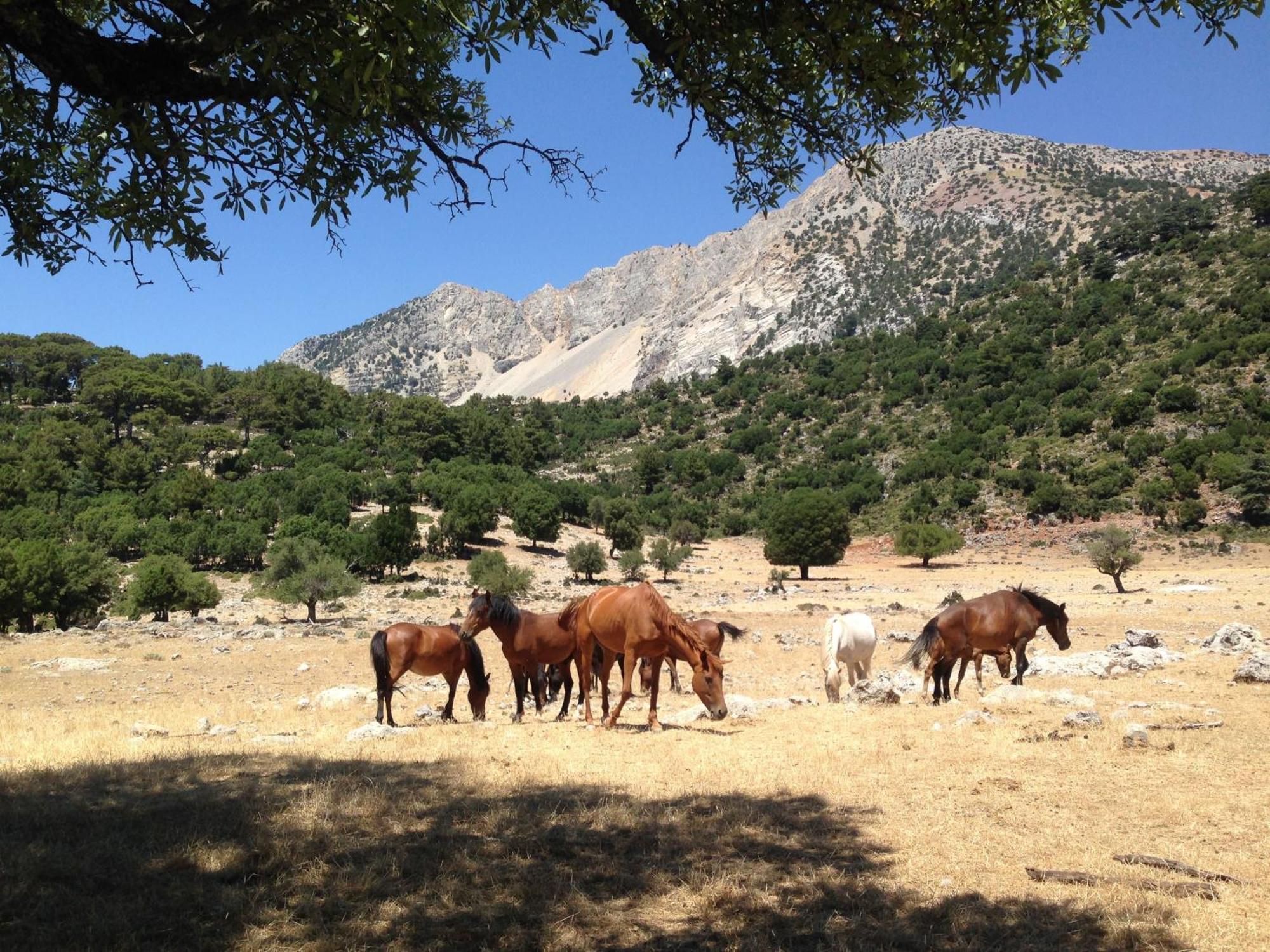 Hotel Babakamp Eco Ranch & Retreat Ölüdeniz Esterno foto